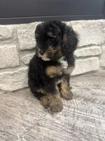 Petite girl , a female Miniature Bernedoodle for sale in Dyersville, IA – 6 of 6