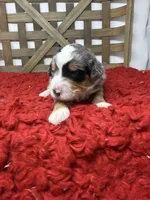 F1 Merle Tri , a male Bernedoodle for sale in Dyersville, IA – 3 of 6