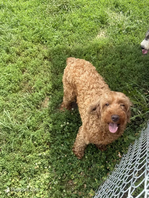 Jazzy- mini – Miniature Goldendoodle puppy for sale in Dyersville, IA