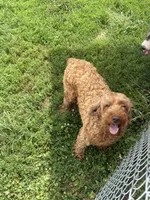 Jazzy- mini, a female Miniature Goldendoodle for sale in Dyersville, IA – 1 of 5