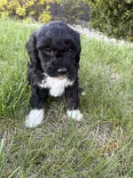 Milo-mini , a male Miniature Bernedoodle for sale in Dyersville, IA – 9 of 9
