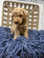 Mini boy , a male Miniature Goldendoodle for sale in Dyersville, IA – 7 of 7