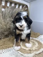 Tri mini , a female Miniature Bernedoodle for sale in Dyersville, IA – 6 of 8