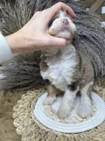 Merle chocolate girl , a female Bernedoodle for sale in Dyersville, IA – 6 of 9