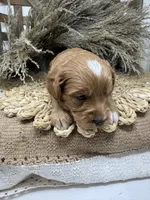 Mini Tuxedo , a male Miniature Goldendoodle for sale in Dyersville, IA – 4 of 7