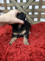 Mini girl , a female Miniature Bernedoodle for sale in Dyersville, IA – 6 of 6