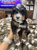 Holly-mini tri , a female Miniature Bernedoodle for sale in Dyersville, IA – 8 of 8