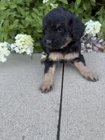 Mini girl , a female Miniature Bernedoodle for sale in Dyersville, IA – 3 of 7