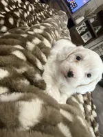 Buster-mini , a male Miniature Goldendoodle for sale in Dyersville, IA – 6 of 7