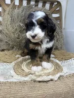 Tri mini , a female Miniature Bernedoodle for sale in Dyersville, IA – 7 of 8