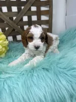 Parti-Mini , a male Miniature Goldendoodle for sale in Dyersville, IA – 3 of 10