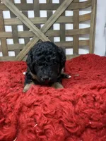 Mini girl , a female Miniature Bernedoodle for sale in Dyersville, IA – 3 of 6