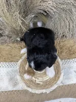 Tri girl , a female Miniature Bernedoodle for sale in Dyersville, IA – 4 of 7