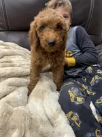 Summer , a female Miniature Goldendoodle for sale in Dyersville, IA – 3 of 6