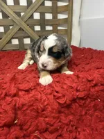 F1 Merle Tri , a male Bernedoodle for sale in Dyersville, IA – 6 of 6
