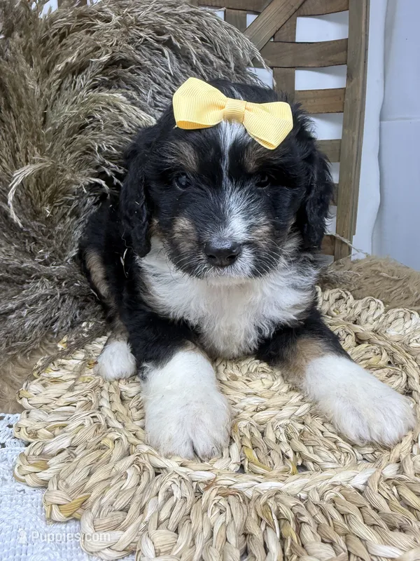 F1 tricolor  – Bernedoodle puppy for sale in Dyersville, IA