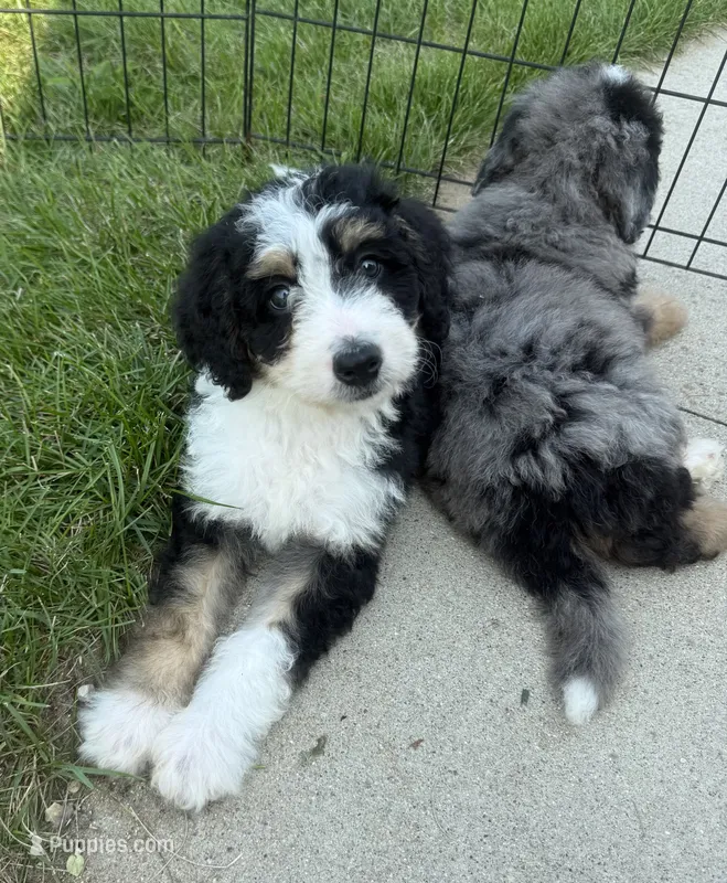 Tri girl medium  – Bernedoodle puppy for sale in Dyersville, IA