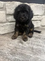 Max , a male Miniature Bernedoodle for sale in Dyersville, IA – 3 of 5