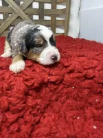 F1 Merle Tri , a male Bernedoodle for sale in Dyersville, IA – 4 of 6