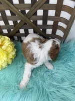 Parti-Mini , a male Miniature Goldendoodle for sale in Dyersville, IA – 10 of 10