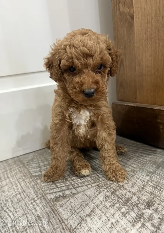 Summer-mini  – Miniature Goldendoodle puppy for sale in Dyersville, IA