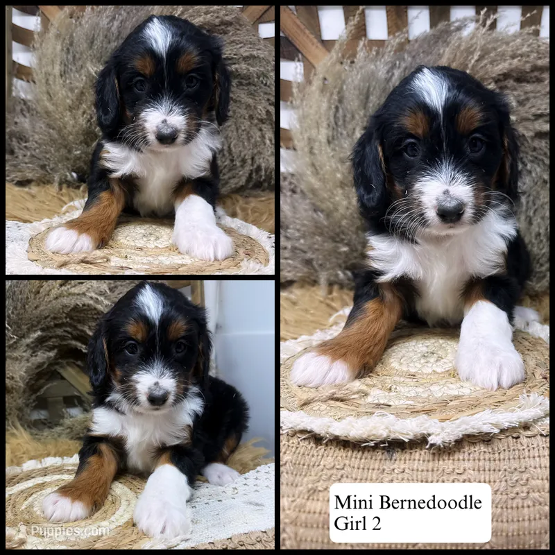 Tri girl  – Miniature Bernedoodle puppy for sale in Dyersville, IA