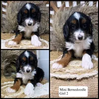 Tri girl , a female Miniature Bernedoodle for sale in Dyersville, IA – 1 of 7