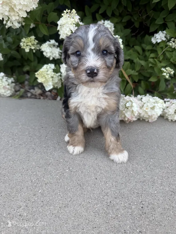 F1 Merle  – Bernedoodle puppy for sale in Dyersville, IA