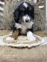 Tri girl , a female Miniature Bernedoodle for sale in Dyersville, IA – 5 of 7