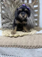 Petite girl , a female Miniature Bernedoodle for sale in Dyersville, IA – 4 of 6