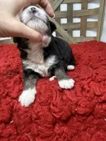 F1 tri boy , a male Bernedoodle for sale in Dyersville, IA – 4 of 6