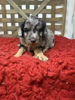 Minis , a female Miniature Bernedoodle for sale in Dyersville, IA – 3 of 6