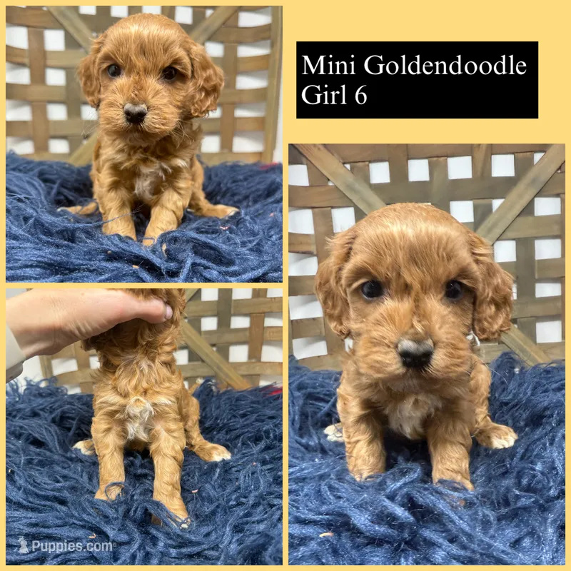 Mini  – Miniature Goldendoodle puppy for sale in Dyersville, IA