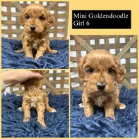 Mini , a female Miniature Goldendoodle for sale in Dyersville, IA – 1 of 7