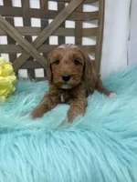 Max- Mini , a male Miniature Goldendoodle for sale in Dyersville, IA – 4 of 10