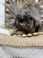 Petite Merle , a male Miniature Bernedoodle for sale in Dyersville, IA – 3 of 6