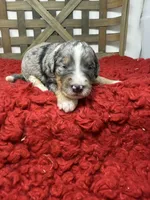 F1 Merle , a male Bernedoodle for sale in Dyersville, IA – 3 of 5