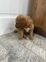 Summer-mini , a female Miniature Goldendoodle for sale in Dyersville, IA – 3 of 4
