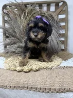 Petite girl , a female Miniature Bernedoodle for sale in Dyersville, IA – 3 of 6