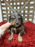 Merle boy , a male Miniature Bernedoodle for sale in Dyersville, IA – 4 of 5