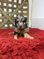 Minis , a female Miniature Bernedoodle for sale in Dyersville, IA – 6 of 6