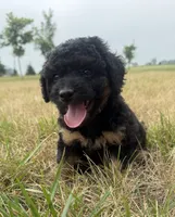 Sassy-mini , a female Miniature Bernedoodle for sale in Dyersville, IA – 3 of 7