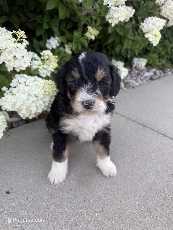 F1 girl  – Bernedoodle puppy for sale in Dyersville, IA