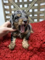 Merle boy , a male Miniature Bernedoodle for sale in Dyersville, IA – 5 of 5
