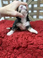 F1 girl , a female Bernedoodle for sale in Dyersville, IA – 5 of 5