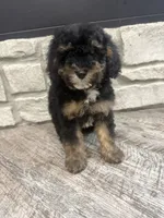 Petite girl , a female Miniature Bernedoodle for sale in Dyersville, IA – 4 of 6