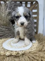 Merle boy medium , a male Bernedoodle for sale in Dyersville, IA – 4 of 6