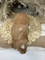 Mini Tuxedo , a male Miniature Goldendoodle for sale in Dyersville, IA – 2 of 7