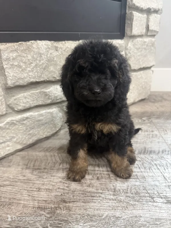 Maggie  – Miniature Bernedoodle puppy for sale in Dyersville, IA