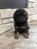 Maggie , a female Miniature Bernedoodle for sale in Dyersville, IA – 1 of 5